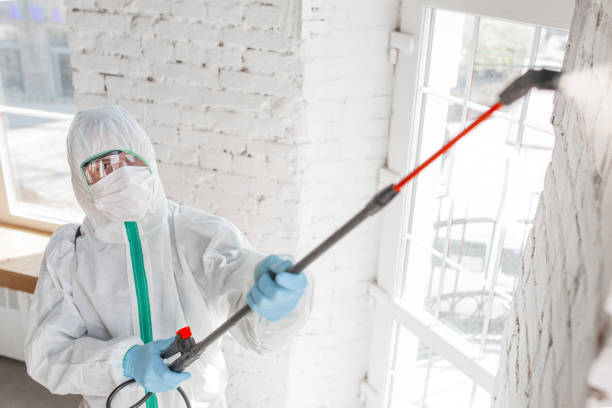 Best Mold Odor Removal Services  in Mentor On The Lake, OH